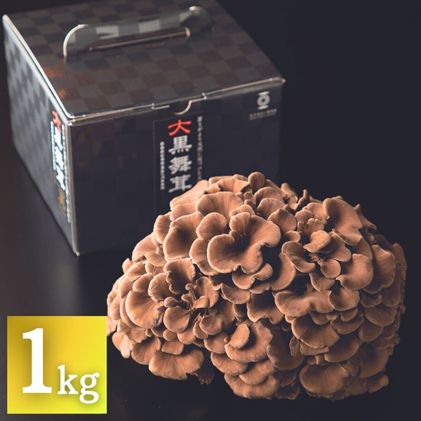 大黒舞茸「真」1kg（化粧箱）南魚沼産