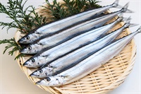 【気仙沼直送】鮮サンマAセット6尾入り