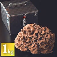 新潟県南魚沼産　大黒舞茸「真」1kg化粧箱